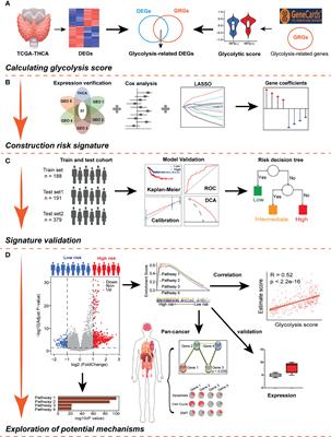 A Prognostic Model of Differentiated Thyroid Cancer Based on Up-Regulated Glycolysis-Related Genes